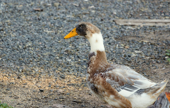 Duck on a poultry farm