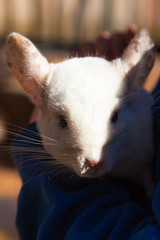 White chinchilla shot closely