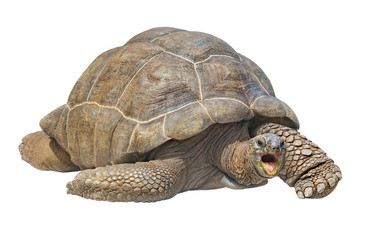 Seychelles giant tortoise isolated on white background