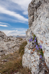 Gruppo di fiori viola cresciuti su una roccia. Cielo blu con nuvole bianche sullo sfondo.