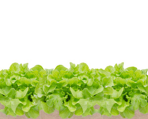 fresh green vegetables isolated on white background