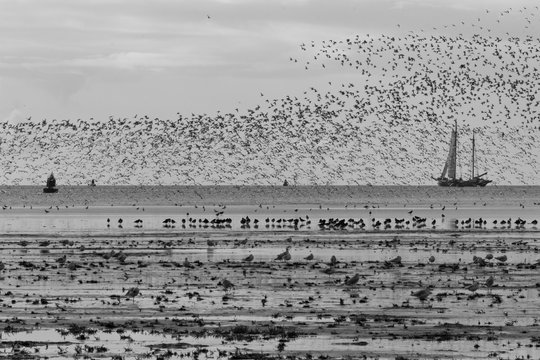 Opvliegende vogels op Terschelling