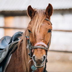 Obraz premium Close Up Portrait Of Brown Horse