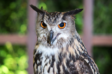 Buffy Fish Owl Couple portrait