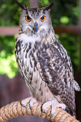 Buffy Fish Owl Couple portrait