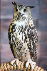 Buffy Fish Owl Couple portrait