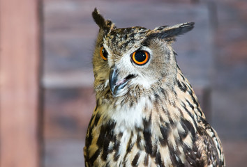 Buffy Fish Owl Couple portrait