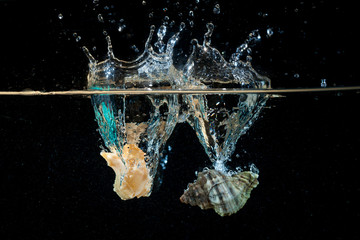 Due conchiglie marine cadono in acqua creando onde , bolle e schizzi . Luce radente blu su sfondo nero. Foto in studio