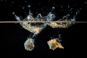 Due conchiglie marine cadono in acqua creando onde , bolle e schizzi . Luce radente blu su sfondo...