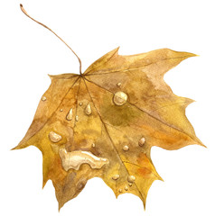 autumn maple leaf with drops of rain