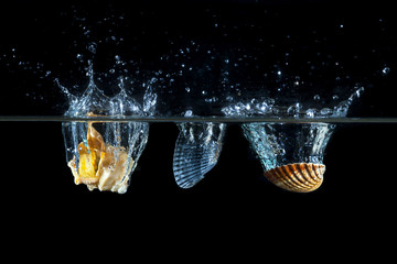 Tre conchiglie marine cadono in acqua creando onde , bolle e schizzi . Luce radente blu su sfondo...