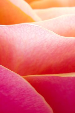 Closeup of yellow rose petails