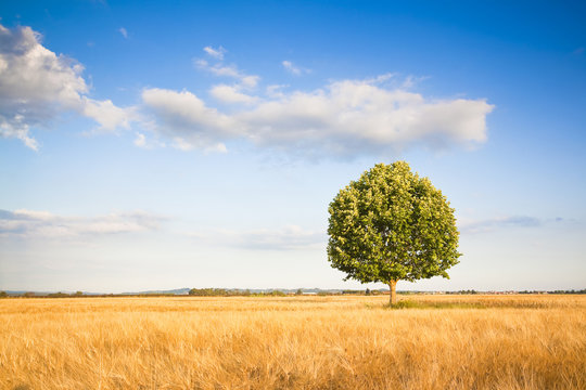 Isolated tree in a tuscany wheatfield - (Tuscany - Italy)