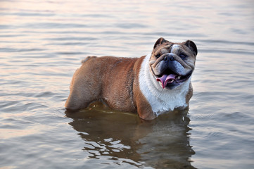 English Bulldog on the sea