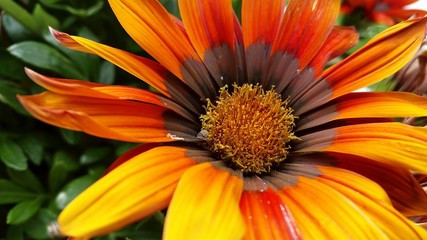 Fototapeta premium große Mittagsblume