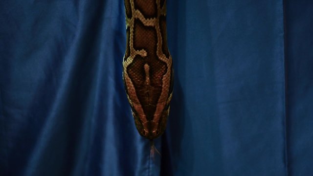 Reticulated python