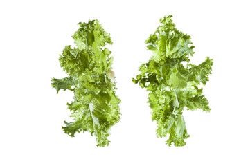 lettuce isolated on white background