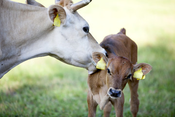 mother cow licks calf in meadow © ahavelaar