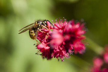 wasp on pink flower of persicaria