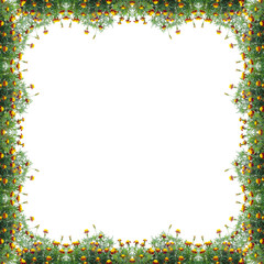 Obraz premium Marigold frame isolated on white background