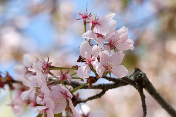 Oriental cherry sakura branch with pink flowers