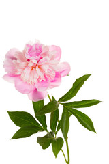 blossoming pink peony, it is isolated on a white background