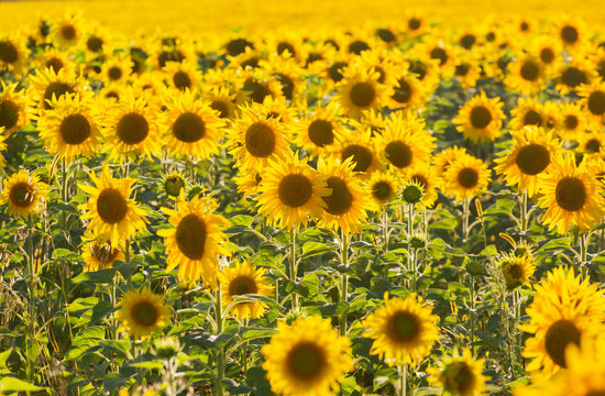 Big field of the blossoming sunflowers lit with the bright summer sun