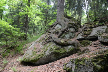 Baum im Bayrischen Wald