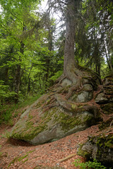 Fototapeta na wymiar Baum im Bayrischen Wald
