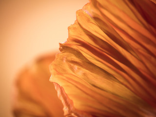 poppy flower (185) papaver