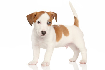 Jack russell terrier puppy
