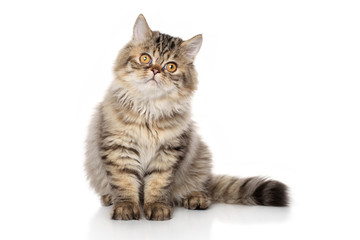 Fototapeta premium Persian cat