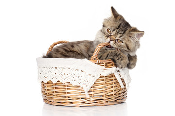 Fototapeta na wymiar Persian kitten sits in basket on a white background