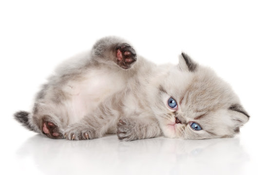 Kitten lying on white background
