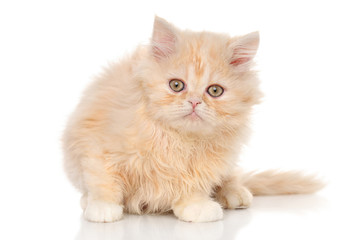 Persian kitten