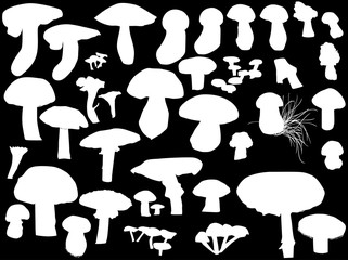 white mushrooms large set on black