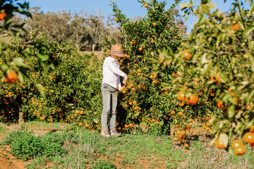 Fototapeta premium Portrait of attractive cute young boy picking mandarins at