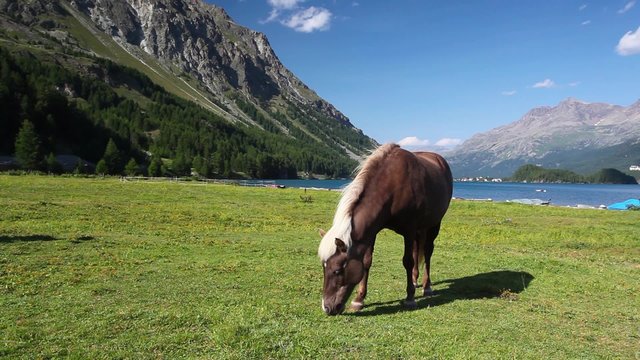 On the pasture near the Lake Sils. It is a lake in the Upper Engadine valley, Grisons, Switzerland.
