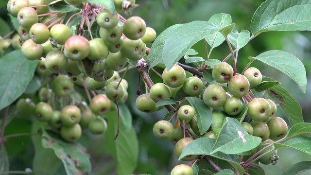 Zierapfel