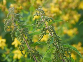 Nettles on the blurred background of St. John's Wort