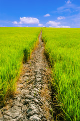 ditches in the field,summer