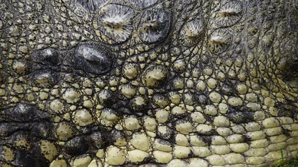 Küchenrückwand Plexiglas Krokodil Close photo of live tropical crocodile skin 