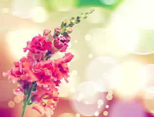 flowers on colorful background