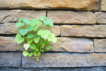 Little bo tree grow by brick wall