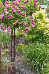 rose tree / Flower garden with rosebushes 