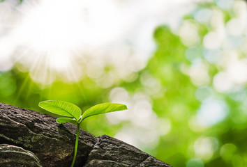  small tree growth in forest and stone