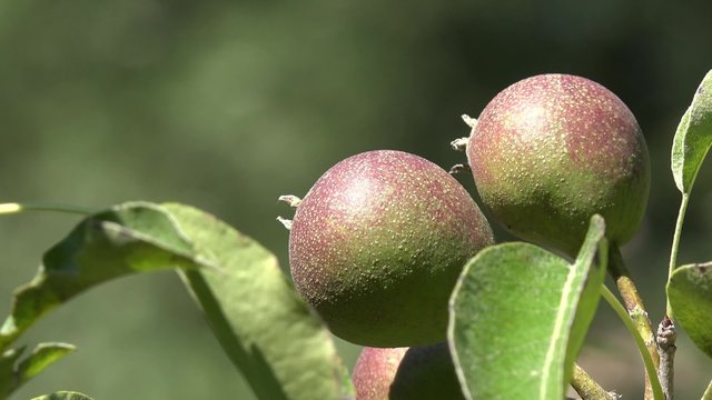 Pear fruits hanging on pear tree