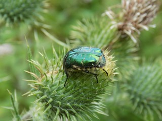 Green bug on thistle
