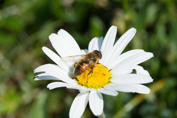 Daisy with Bee, Gänseblümchen