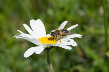 Daisy with Bee, Gänseblümchen